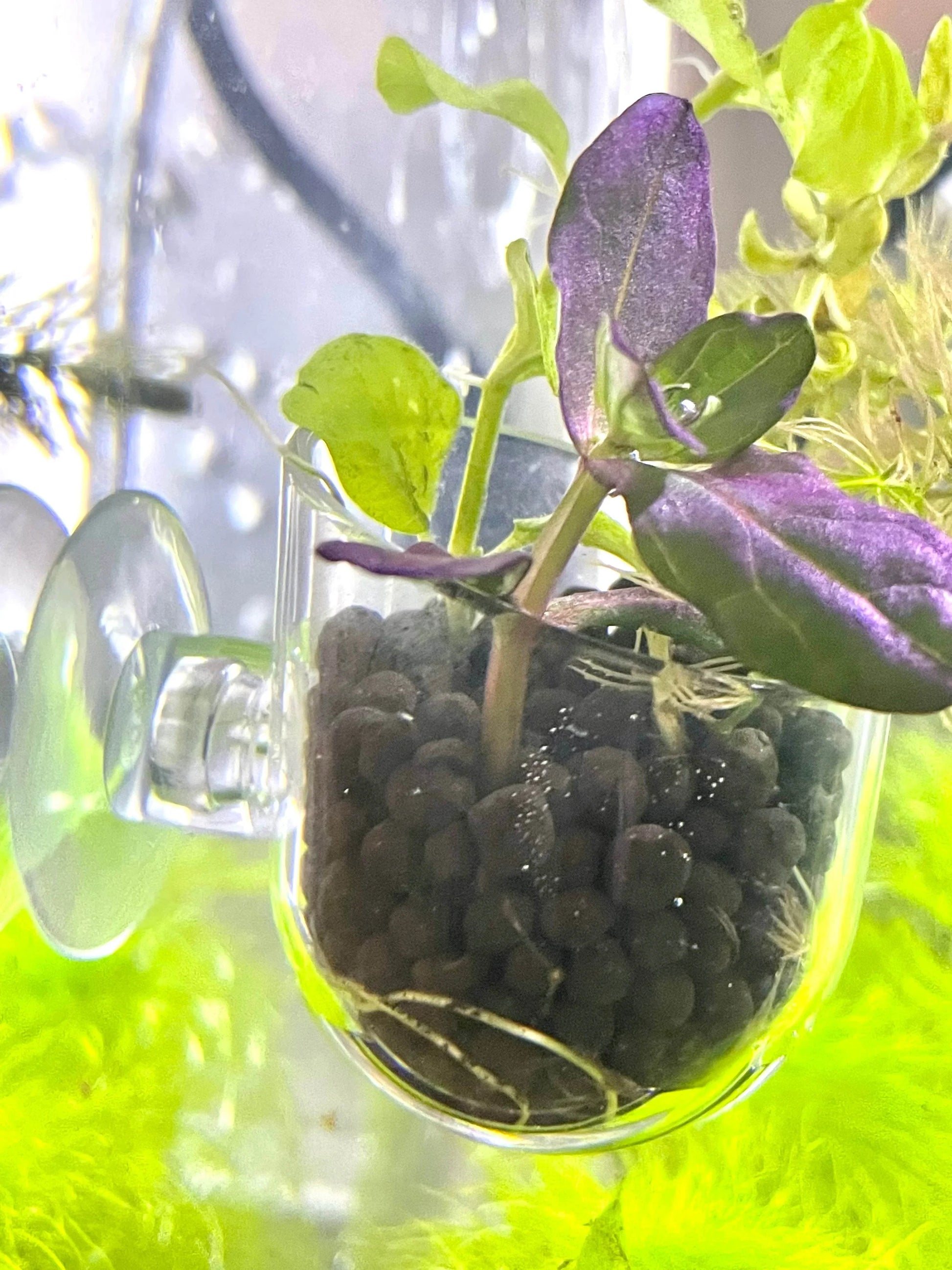 aquarium pot plants Clear Aquascape Planter + Lead Anchor for Aquarium Plants – NoClean Aquariums