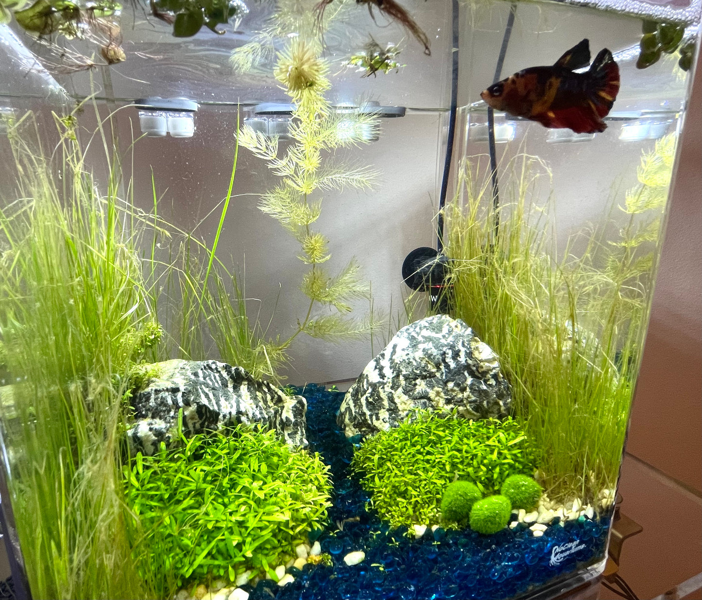 3 Artificial Marimo Moss Balls | Weighted | Aquarium Decoration
