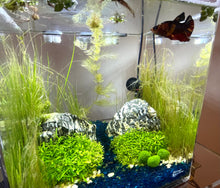 Load image into Gallery viewer, 3 Artificial Marimo Moss Balls | Weighted | Aquarium Decoration
