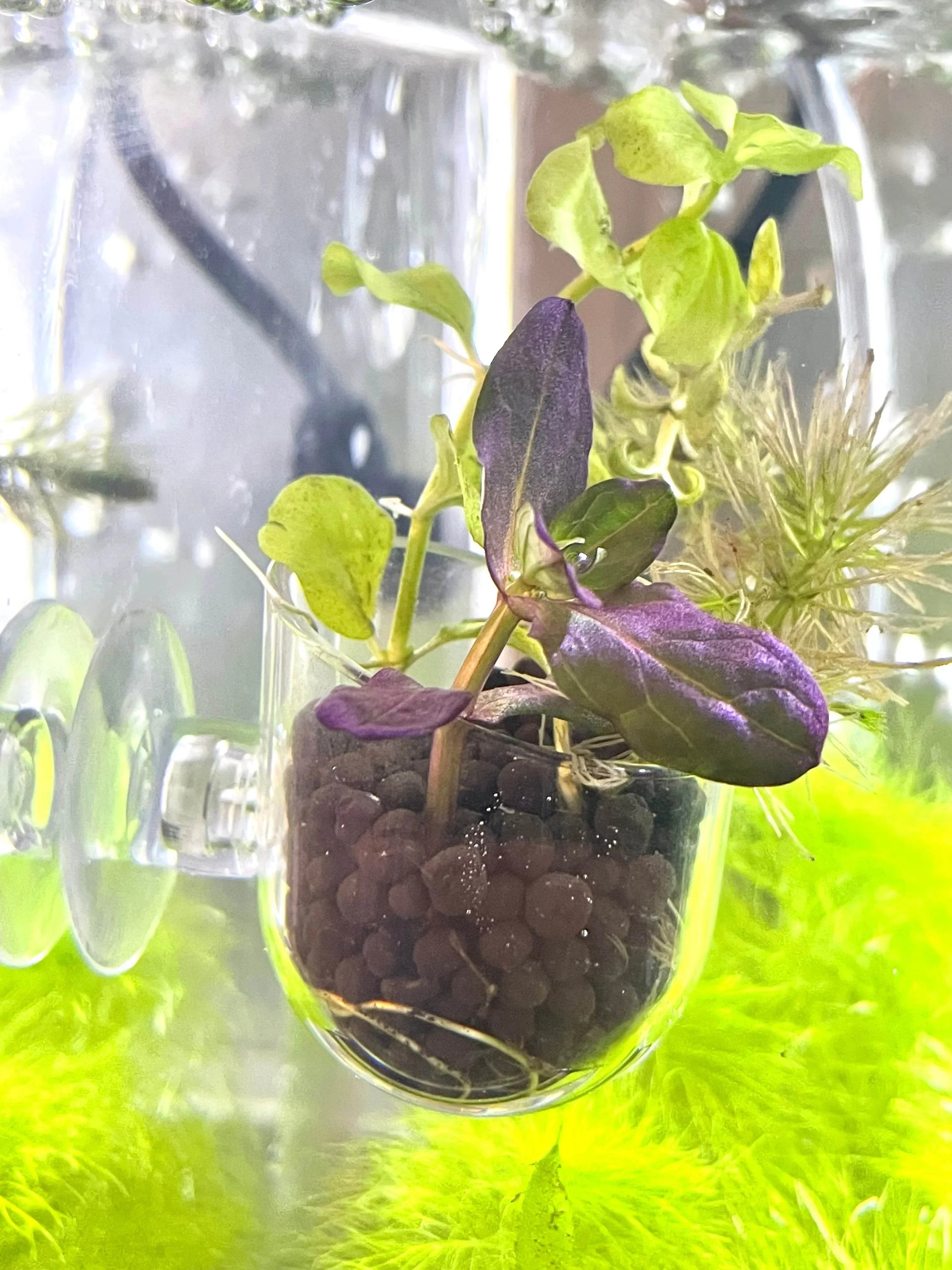 aquarium plants in glass pots Aquascape Planter with Lead Plant Anchor