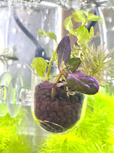 Load image into Gallery viewer, Aquascape Planter with Lead Plant Anchor
