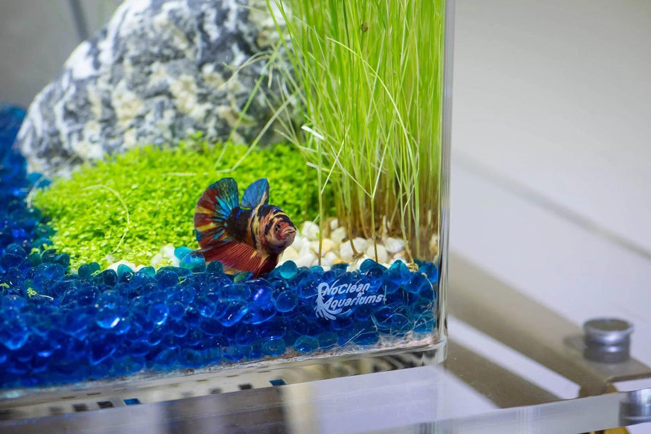 Fresh Look at Shop 5 Gallon Low Maintenance Fish Tanks Kits