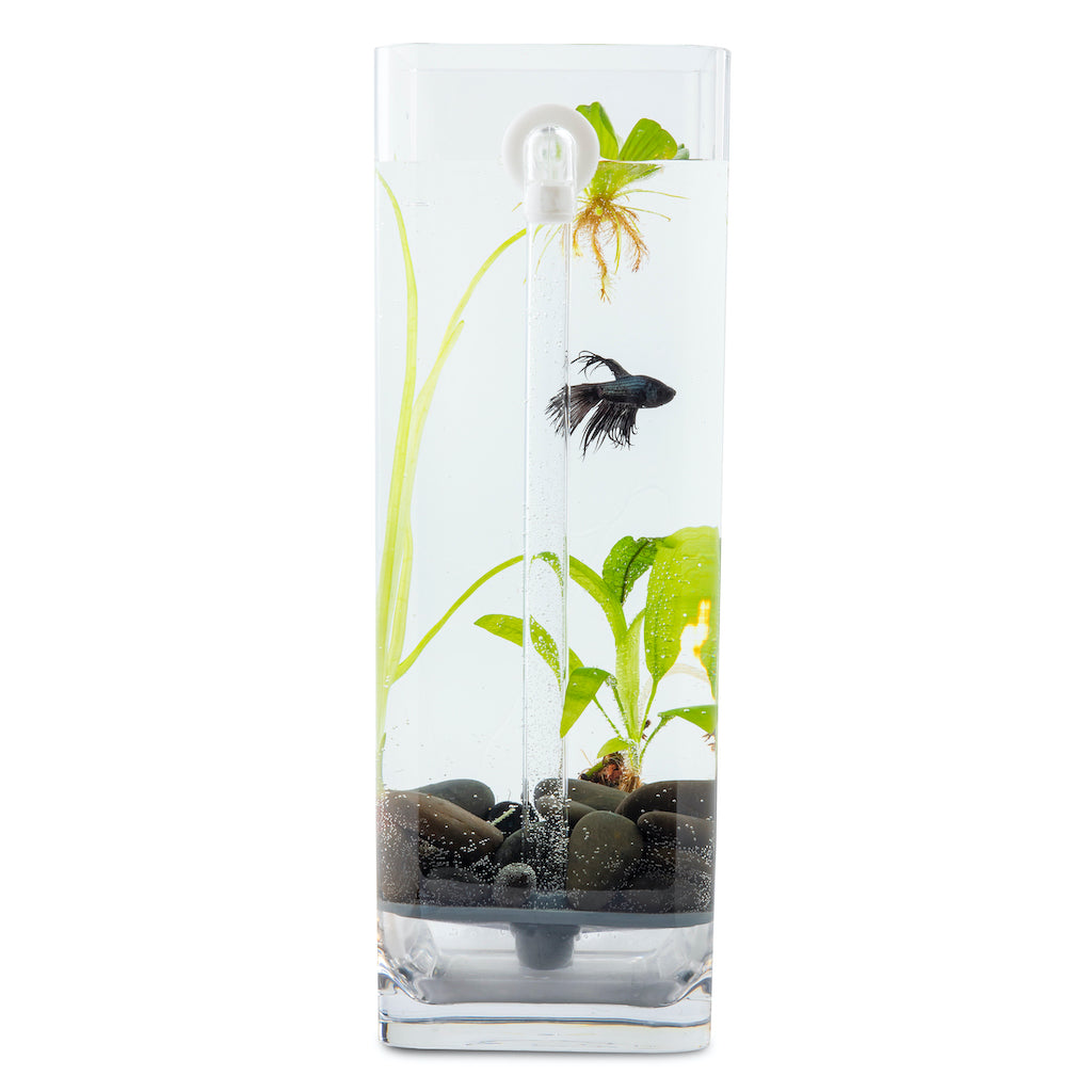 Betta shop outlet aquarium